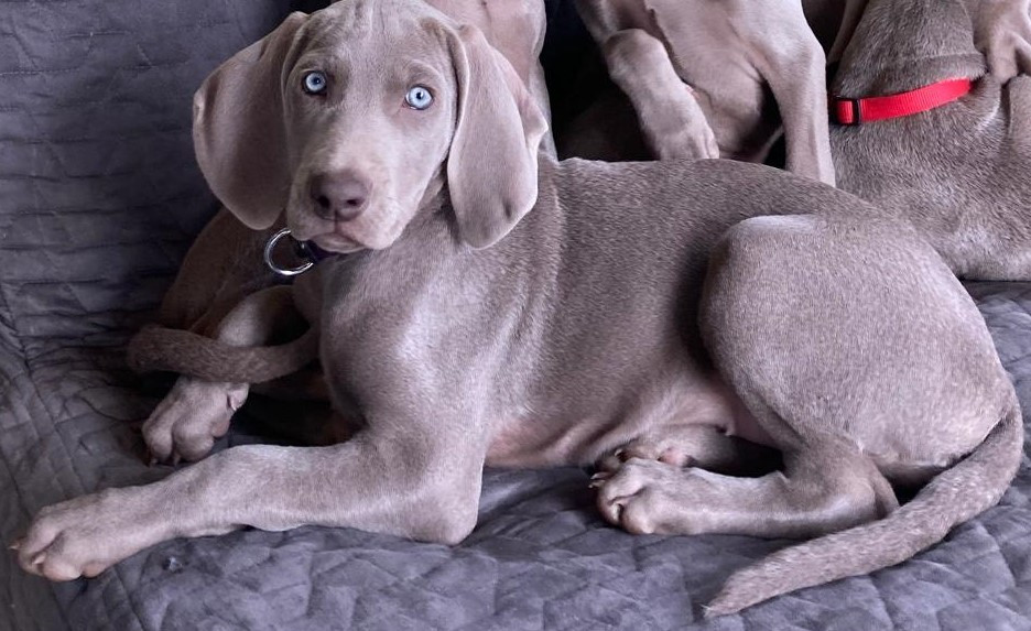 Anoushka Anora Nice Girl Soft Harmony