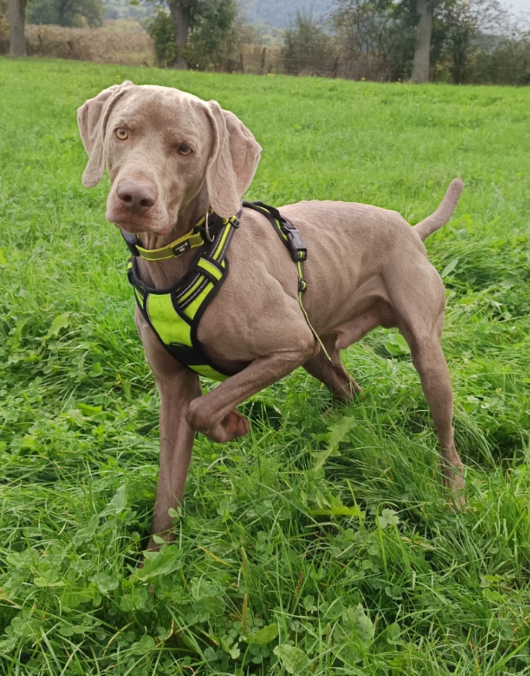 Snow Des Lascars Du Mont Majo